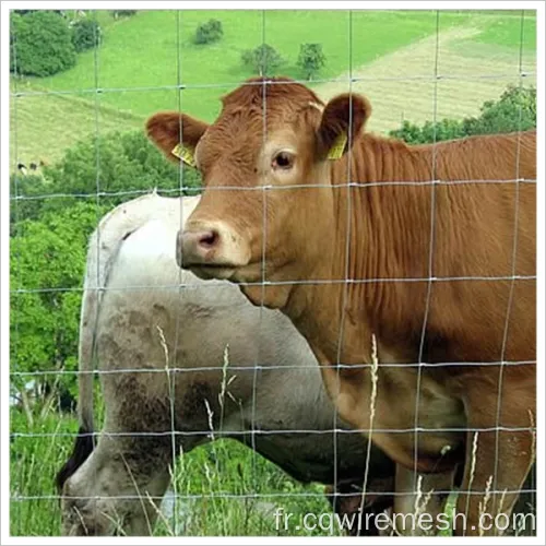 Clôture de prairies de la ferme de bovins premium